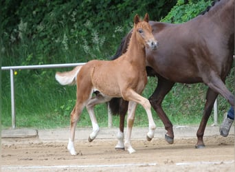 Deutsches Reitpony, Hengst, Fohlen (03/2024), Fuchs