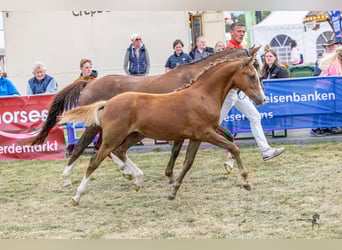 Deutsches Reitpony, Hengst, Fohlen (03/2025), Fuchs