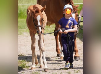 Deutsches Reitpony, Hengst, Fohlen (03/2025), Fuchs