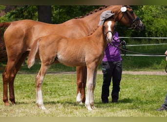 Deutsches Reitpony, Hengst, Fohlen (03/2025), Fuchs