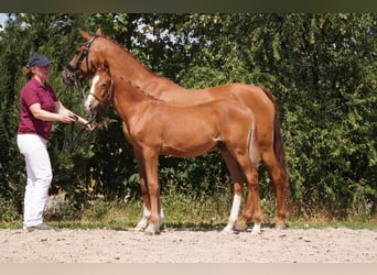 Deutsches Reitpony, Hengst, Fohlen (03/2025), Fuchs