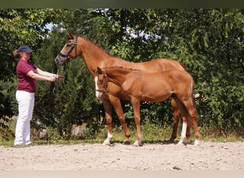 Deutsches Reitpony, Hengst, Fohlen (03/2025), Fuchs