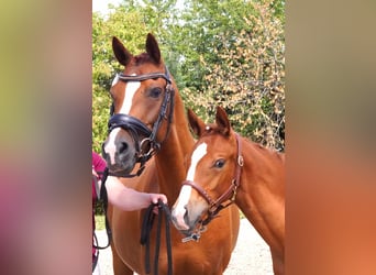 Deutsches Reitpony, Hengst, Fohlen (03/2025), Fuchs