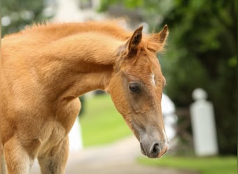 Deutsches Reitpony, Hengst, Fohlen (04/2024), Fuchs