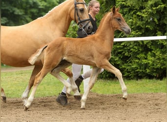 Deutsches Reitpony, Hengst, Fohlen (04/2024), Fuchs