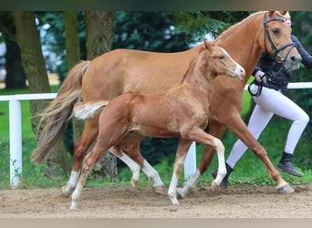 Deutsches Reitpony, Hengst, Fohlen (05/2024), Fuchs