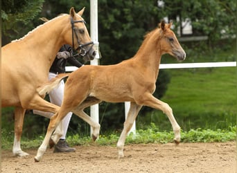 Deutsches Reitpony, Hengst, Fohlen (04/2024), Fuchs