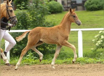 Deutsches Reitpony, Hengst, Fohlen (04/2024), Fuchs