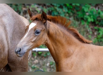 Deutsches Reitpony, Hengst, Fohlen (04/2025), Fuchs