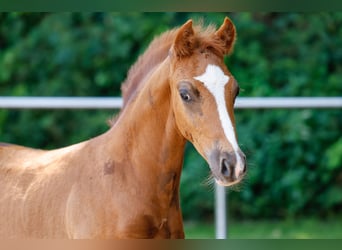 Deutsches Reitpony, Hengst, Fohlen (05/2025), Fuchs