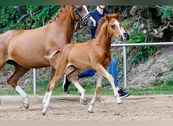 Deutsches Reitpony, Hengst, Fohlen (05/2025), Fuchs