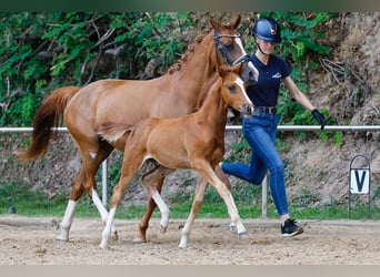 Deutsches Reitpony, Hengst, Fohlen (05/2025), Fuchs