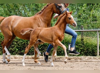 Deutsches Reitpony, Hengst, Fohlen (05/2025), Fuchs