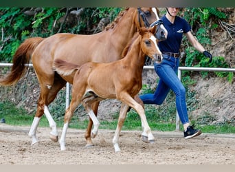 Deutsches Reitpony, Hengst, Fohlen (05/2025), Fuchs