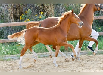 Deutsches Reitpony, Hengst, Fohlen (01/2025), Fuchs