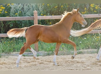 Deutsches Reitpony, Hengst, Fohlen (01/2025), Fuchs