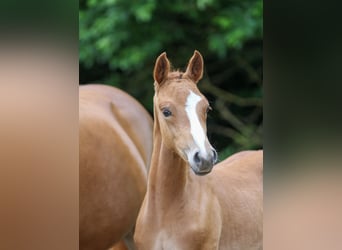 Deutsches Reitpony, Hengst, Fohlen (03/2024), Fuchs