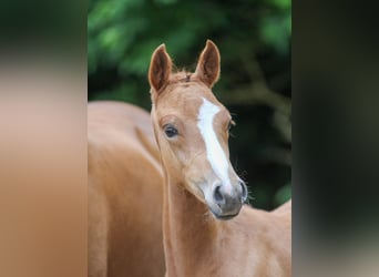 Deutsches Reitpony, Hengst, Fohlen (03/2024), Fuchs