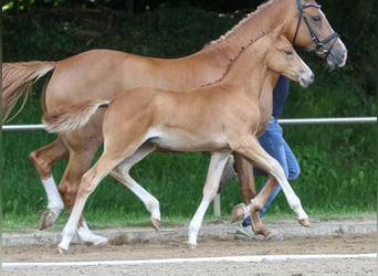 Deutsches Reitpony, Hengst, Fohlen (03/2024), Fuchs