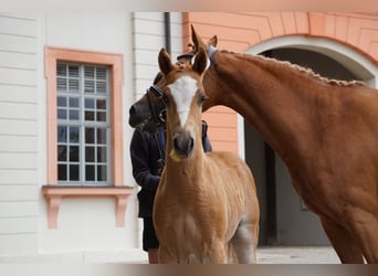 Deutsches Reitpony, Hengst, Fohlen (05/2025), Fuchs