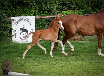 Deutsches Reitpony, Hengst, , Fuchs