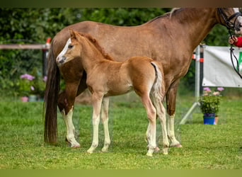 Deutsches Reitpony, Hengst, , Fuchs