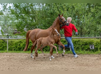 Deutsches Reitpony, Hengst, , Fuchs
