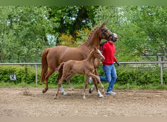 Deutsches Reitpony, Hengst, , Fuchs