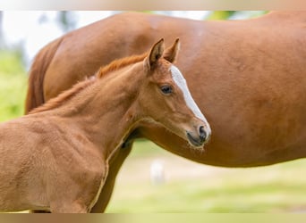 Deutsches Reitpony, Hengst, , Fuchs
