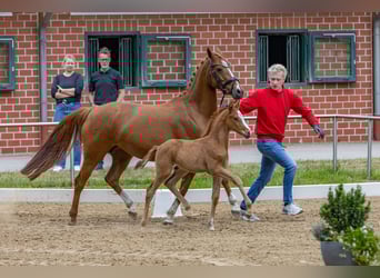 Deutsches Reitpony, Hengst, , Fuchs