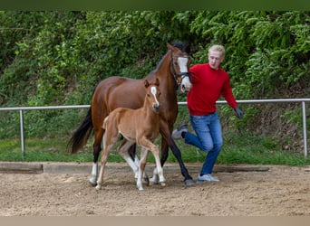 Deutsches Reitpony, Hengst, , Fuchs