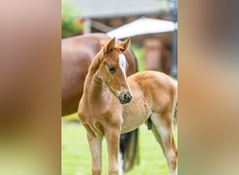 Deutsches Reitpony, Hengst, , Fuchs
