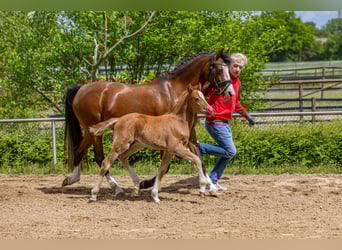 Deutsches Reitpony, Hengst, , Fuchs