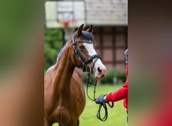 Deutsches Reitpony, Hengst, , Fuchs