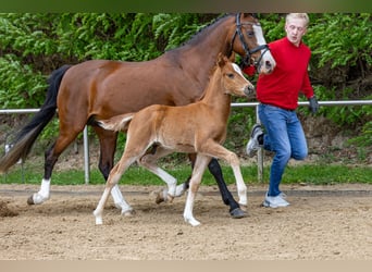 Deutsches Reitpony, Hengst, , Fuchs