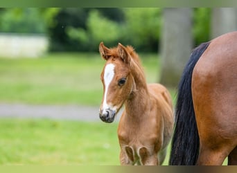 Deutsches Reitpony, Hengst, , Fuchs
