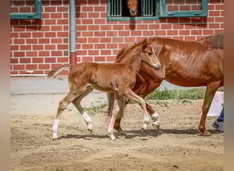 Deutsches Reitpony, Hengst, , Fuchs