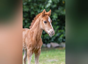 Deutsches Reitpony, Hengst, , Fuchs