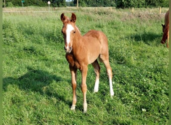 Deutsches Reitpony, Hengst, Fohlen (04/2024), Fuchs