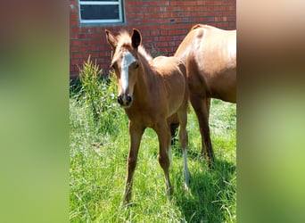 Deutsches Reitpony, Hengst, Fohlen (04/2024), Fuchs