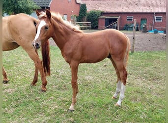 Deutsches Reitpony, Hengst, Fohlen (04/2024), Fuchs