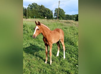 Deutsches Reitpony, Hengst, Fohlen (04/2024), Fuchs