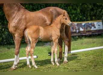 Deutsches Reitpony, Hengst, , Fuchs