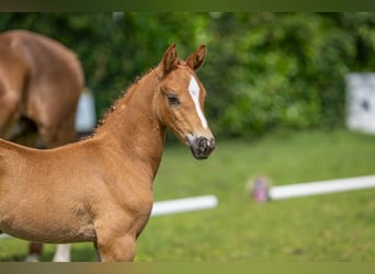 Deutsches Reitpony, Hengst, , Fuchs