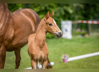 Deutsches Reitpony, Hengst, , Fuchs
