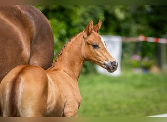Deutsches Reitpony, Hengst, , Fuchs