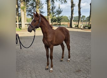 Deutsches Reitpony, Hengst, Fohlen (04/2026), Fuchs