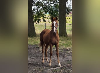 Deutsches Reitpony, Hengst, Fohlen (04/2026), Fuchs