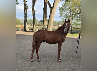 Deutsches Reitpony, Hengst, Fohlen (04/2026), Fuchs