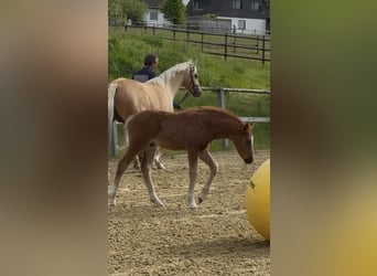 Deutsches Reitpony, Hengst, Fohlen (04/2026), Fuchs